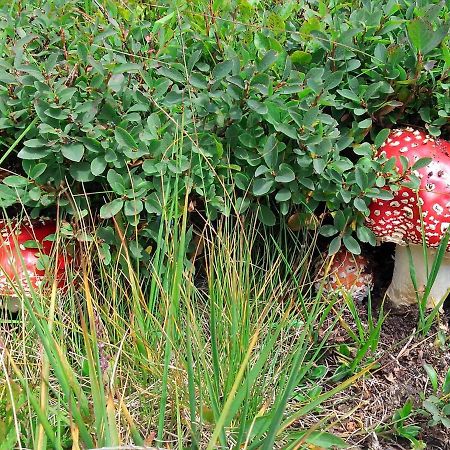 Le Balze Di Carisolo, Trilocale Con Giardino Apartment Ngoại thất bức ảnh